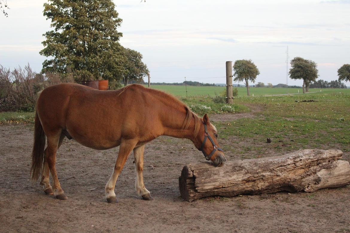 Gotlandsruss Prins (Fantom M) billede 13