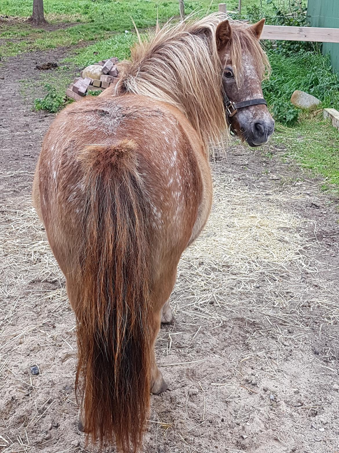 Knabstrupper Pippi SOLGT billede 26
