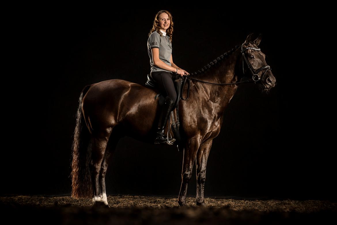 Dansk Varmblod Tranholms Santiago - Hesteportæt september 2018 billede 1