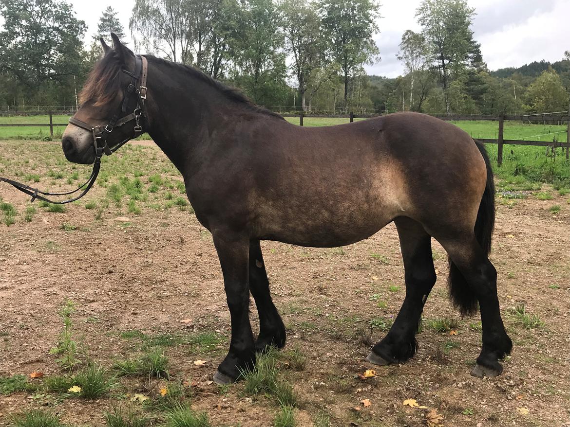 Nordsvensk Skovhest Ry's Zally - 14.09.18 billede 13