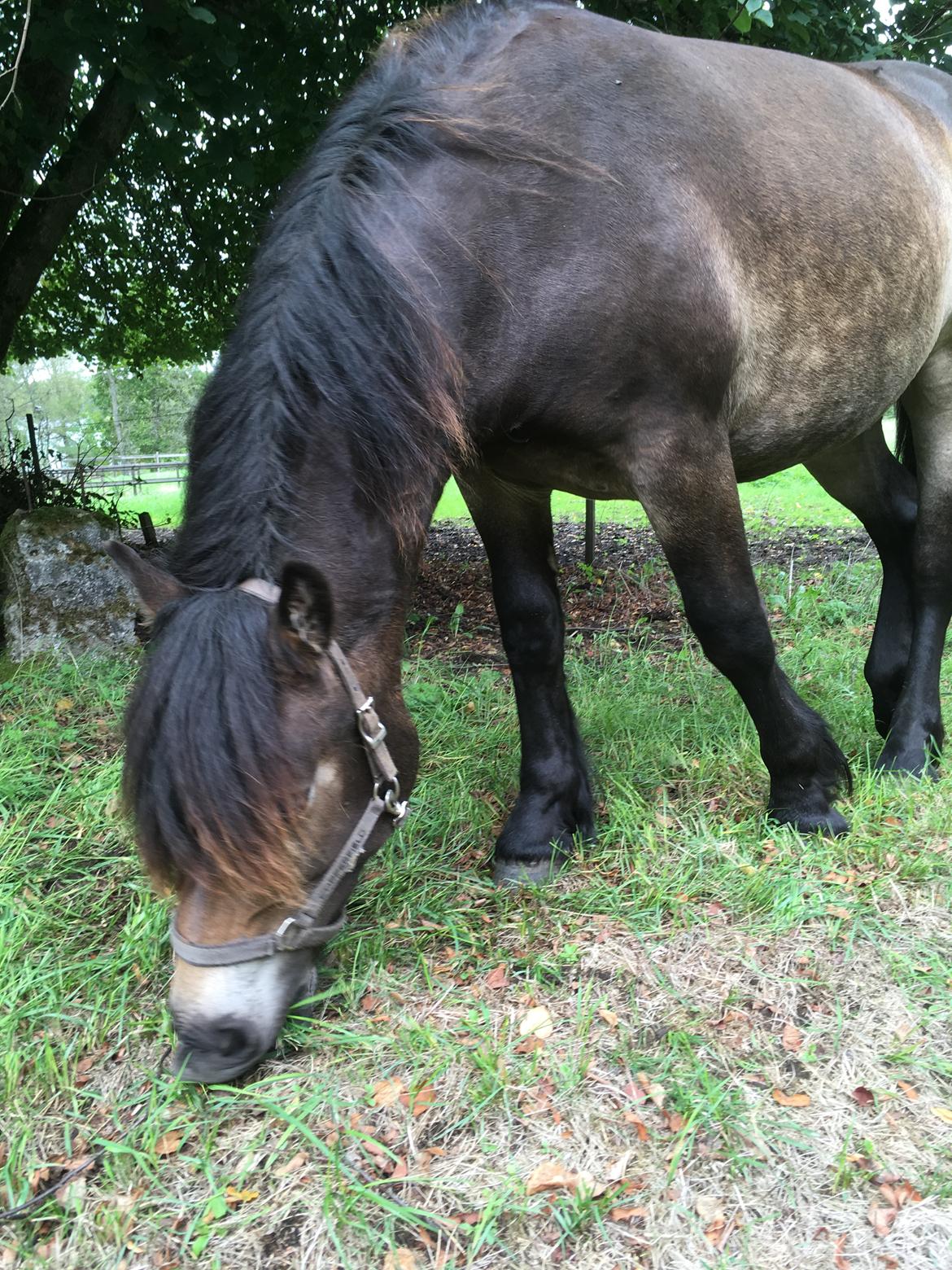 Nordsvensk Skovhest Ry's Zally - 14.09.18 billede 12
