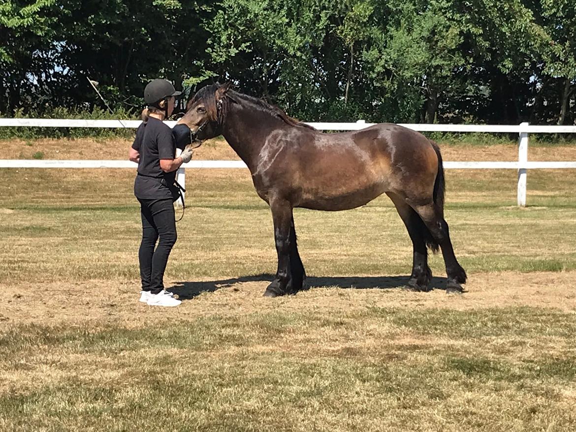 Nordsvensk Skovhest Ry's Zally - 13.07.18 Zally til premiering i Sverige med avleren billede 14