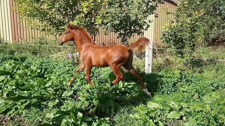 Palomino Zy Red Star *SOLGT* billede 7