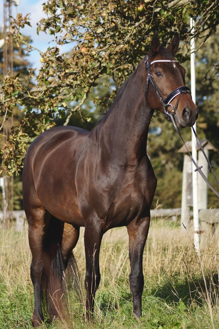 Dansk Varmblod Elversøes Chanel billede 20