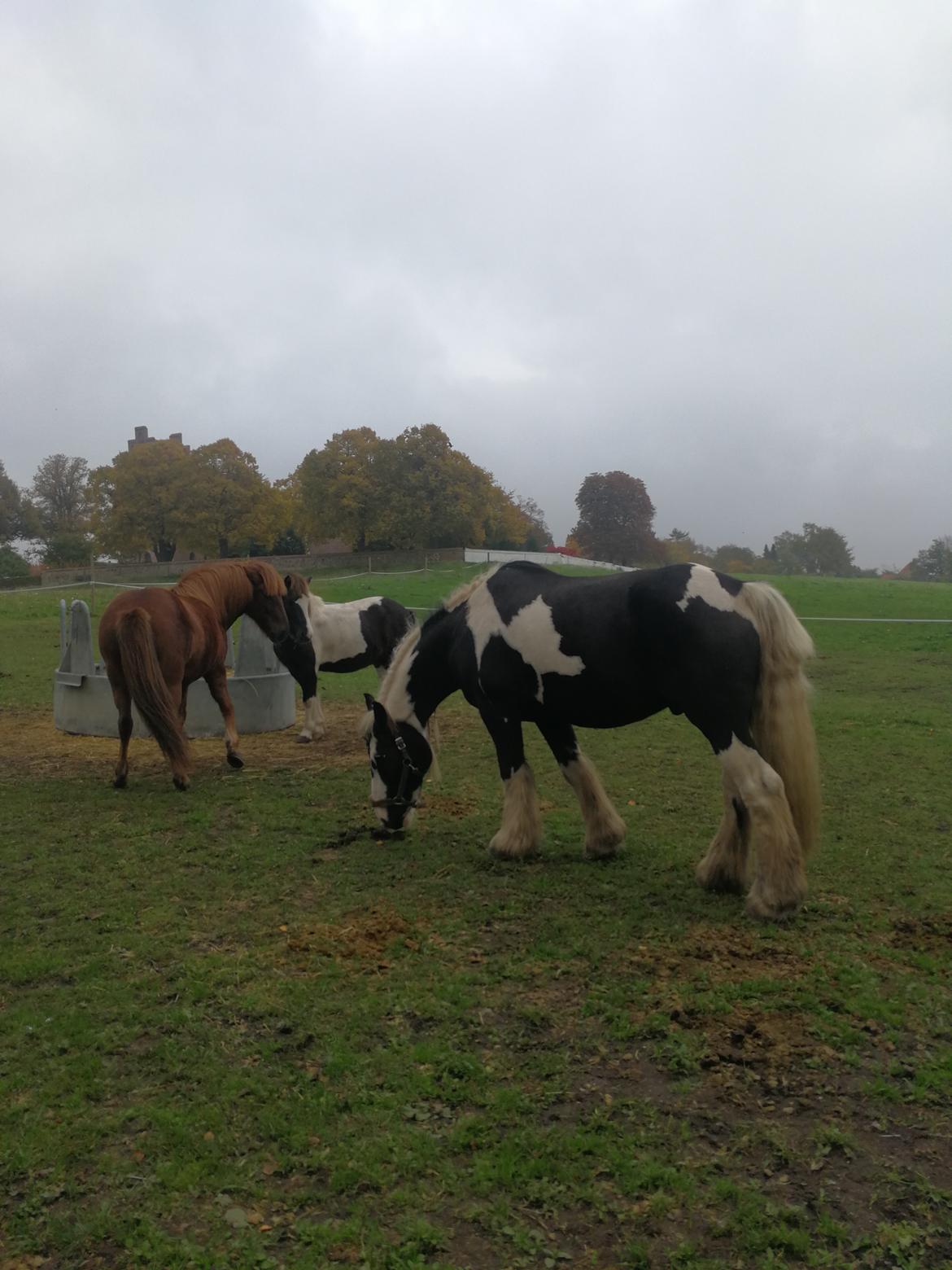 Tinker Guldagers Sir Galahad billede 1