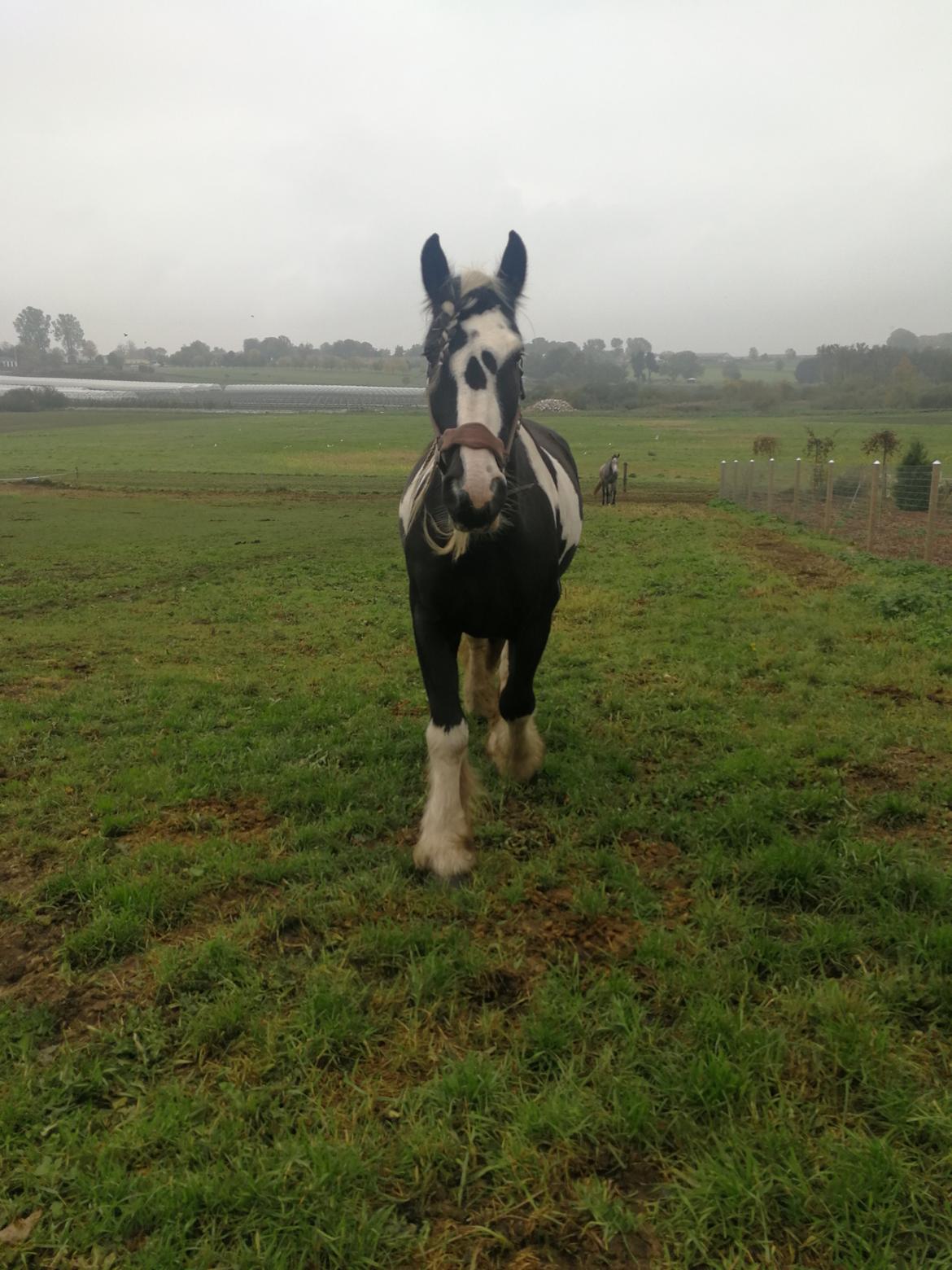 Tinker Guldagers Sir Galahad billede 2