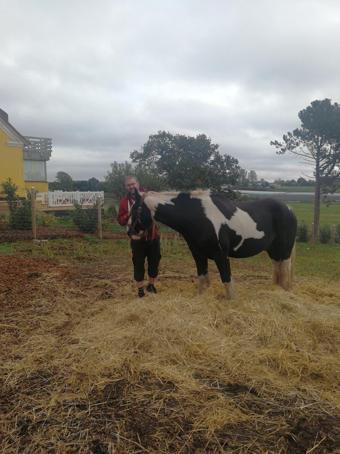 Tinker Guldagers Sir Galahad billede 3