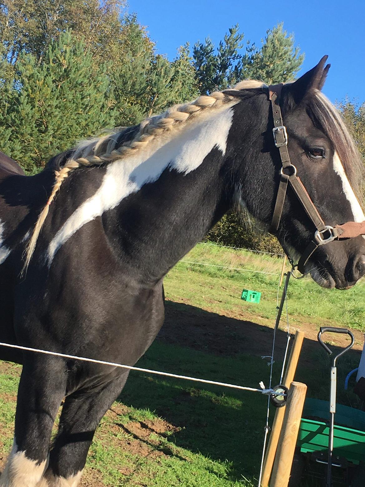 Tinker Guldagers Sir Galahad billede 4