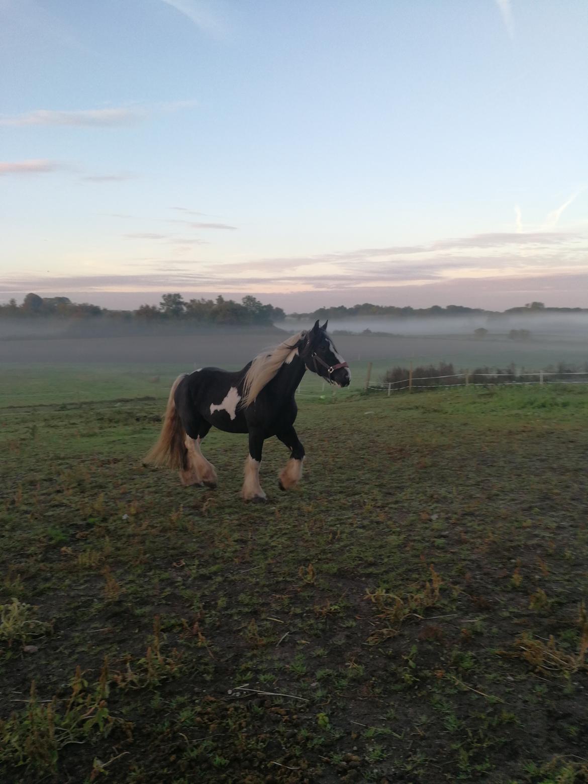 Tinker Guldagers Sir Galahad billede 5