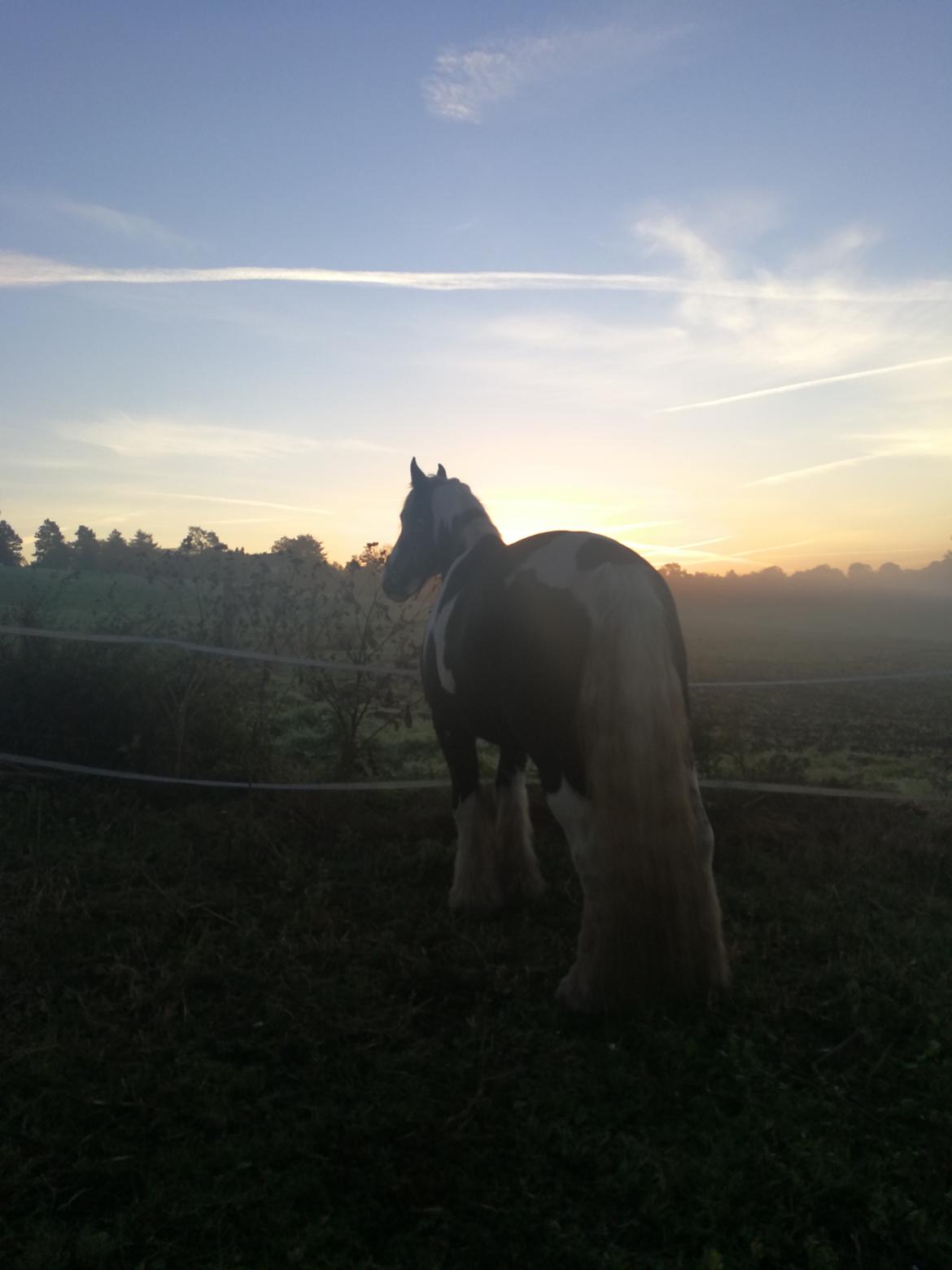 Tinker Guldagers Sir Galahad billede 6