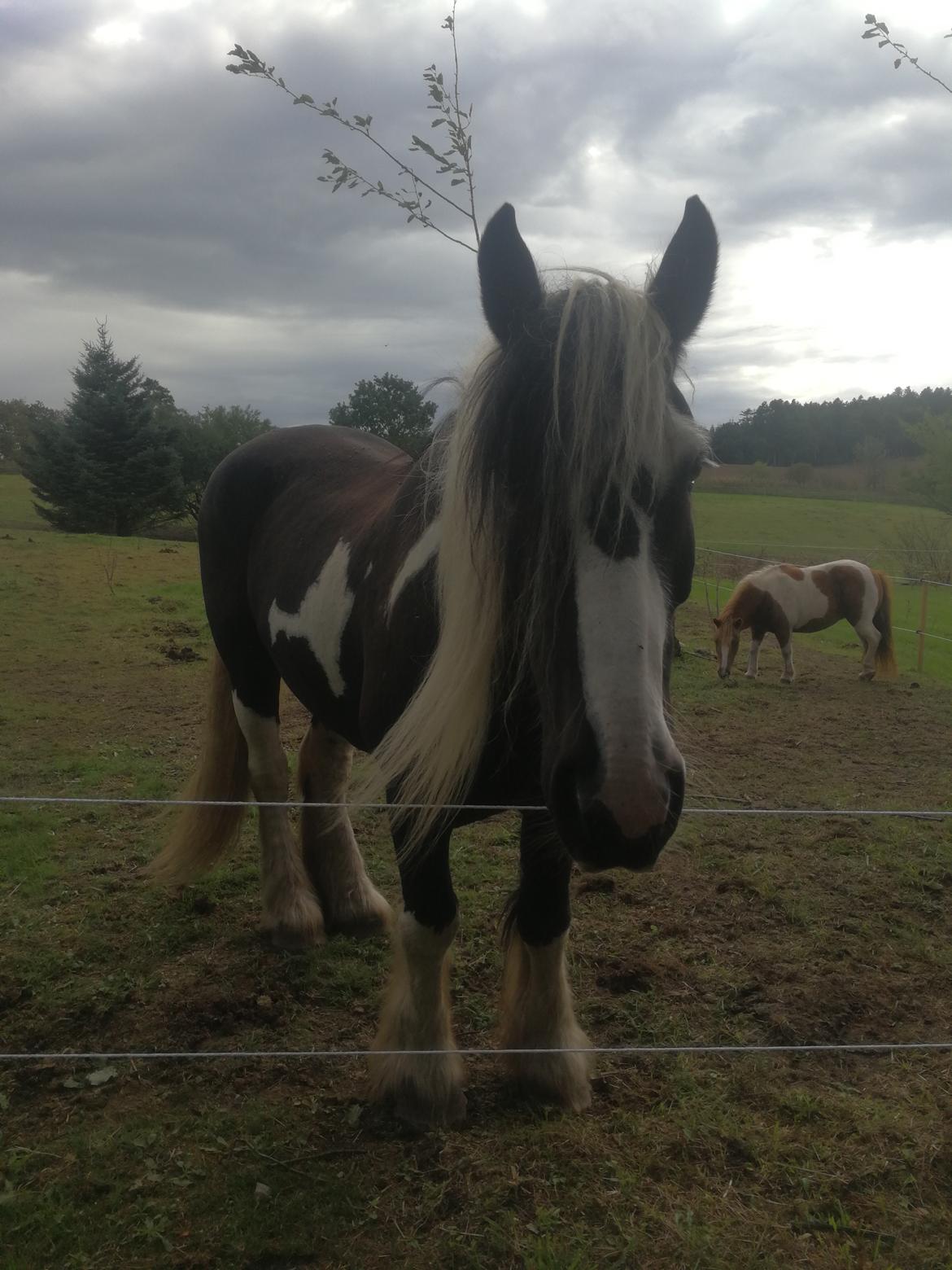 Tinker Guldagers Sir Galahad billede 7