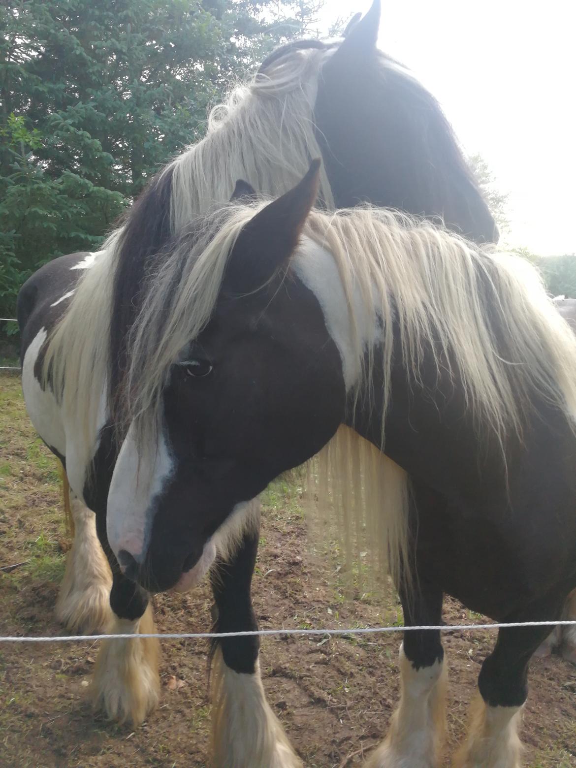 Tinker Guldagers Sir Galahad billede 9