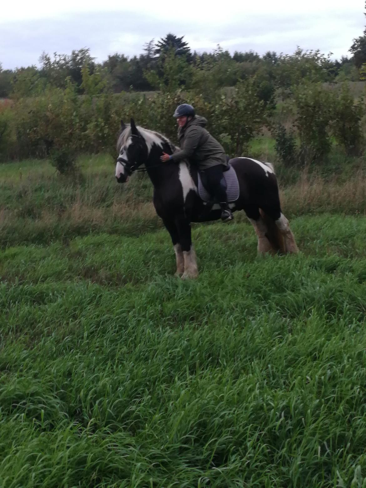 Tinker Guldagers Sir Galahad billede 8