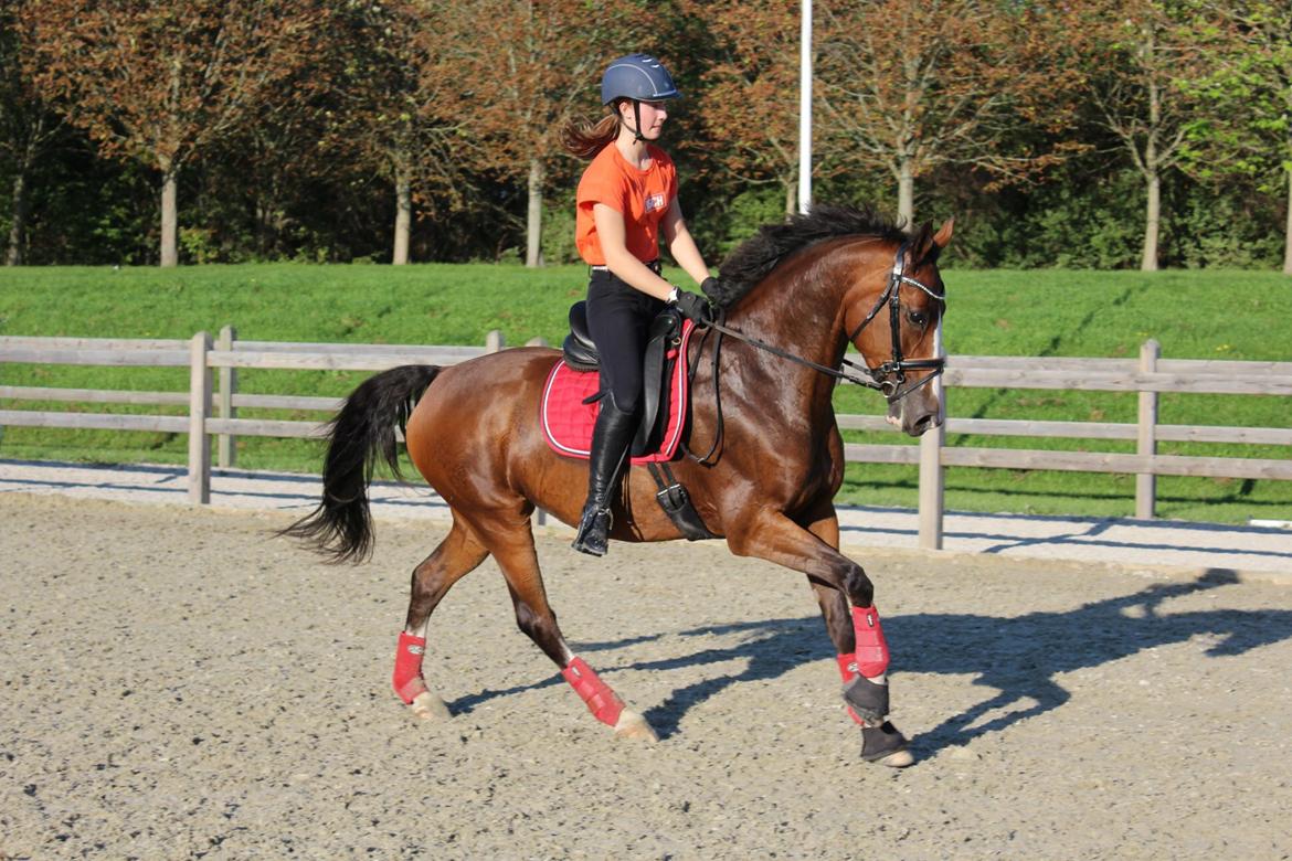 Dansk Varmblod Ivory billede 8