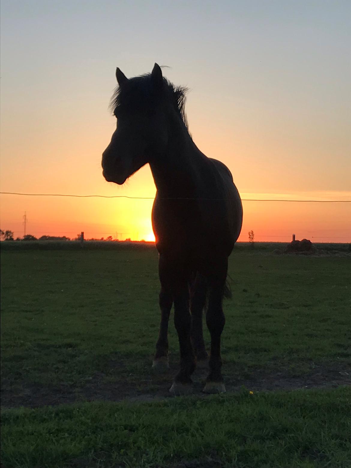 Anden særlig race Stalden's Noah billede 2