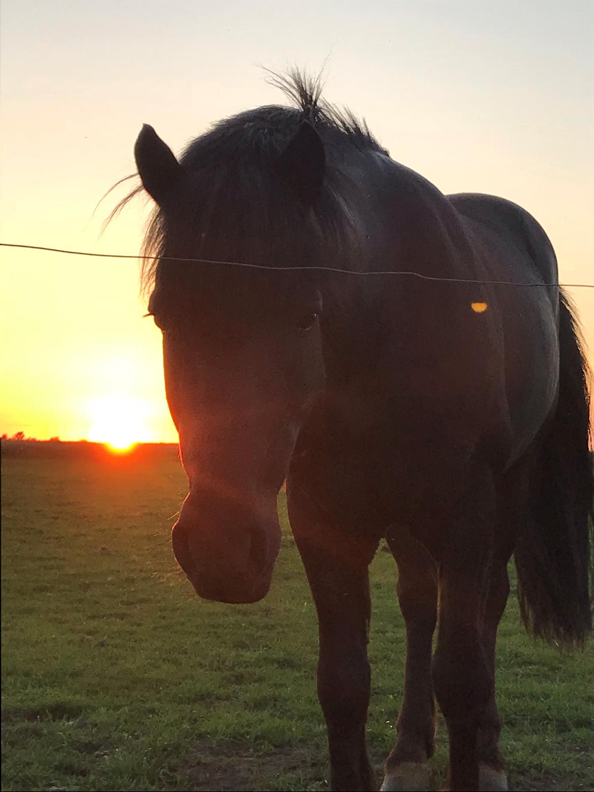 Anden særlig race Stalden's Noah billede 1
