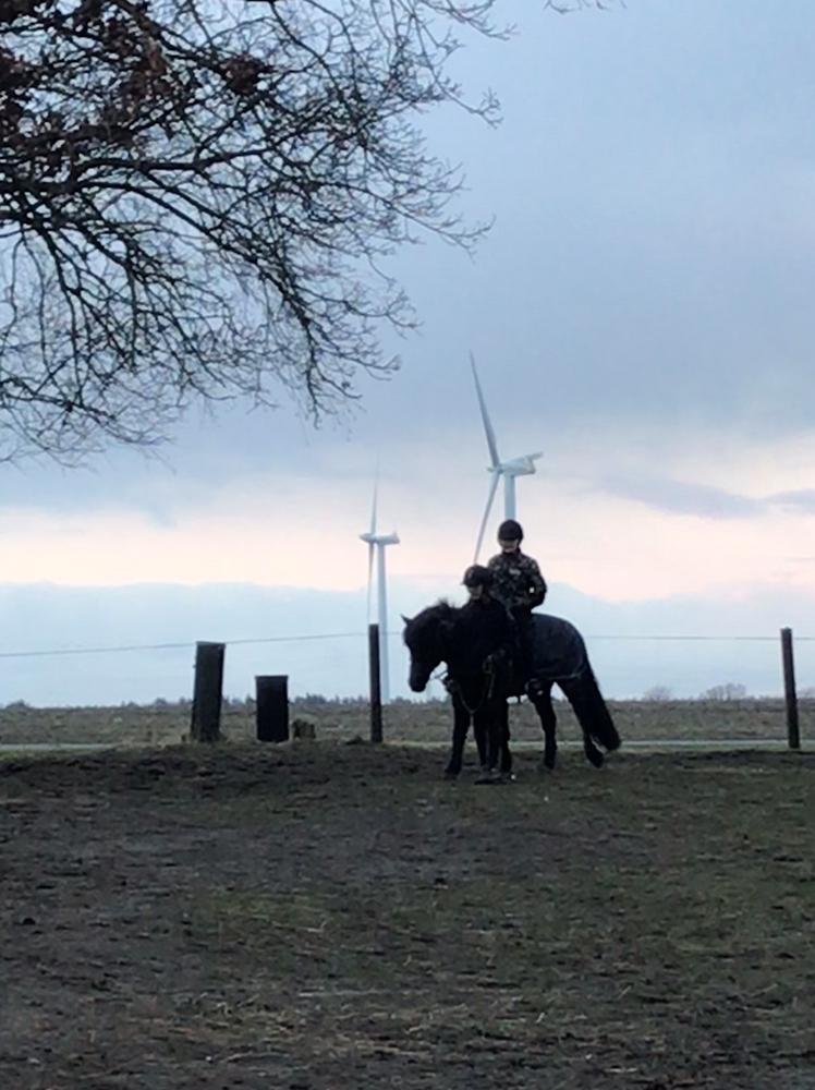 Anden særlig race Stalden's Noah billede 3