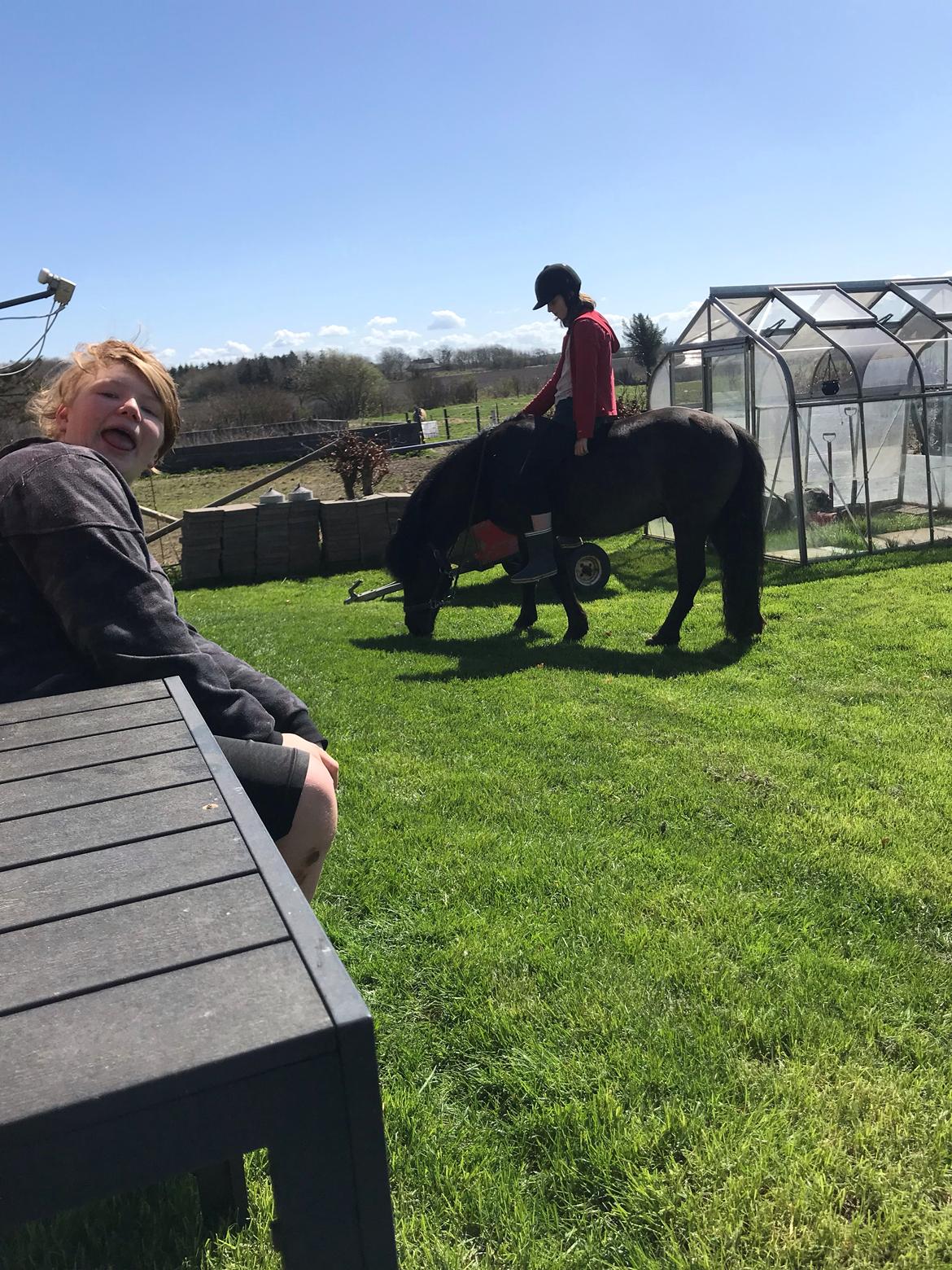 Anden særlig race Stalden's Noah billede 4