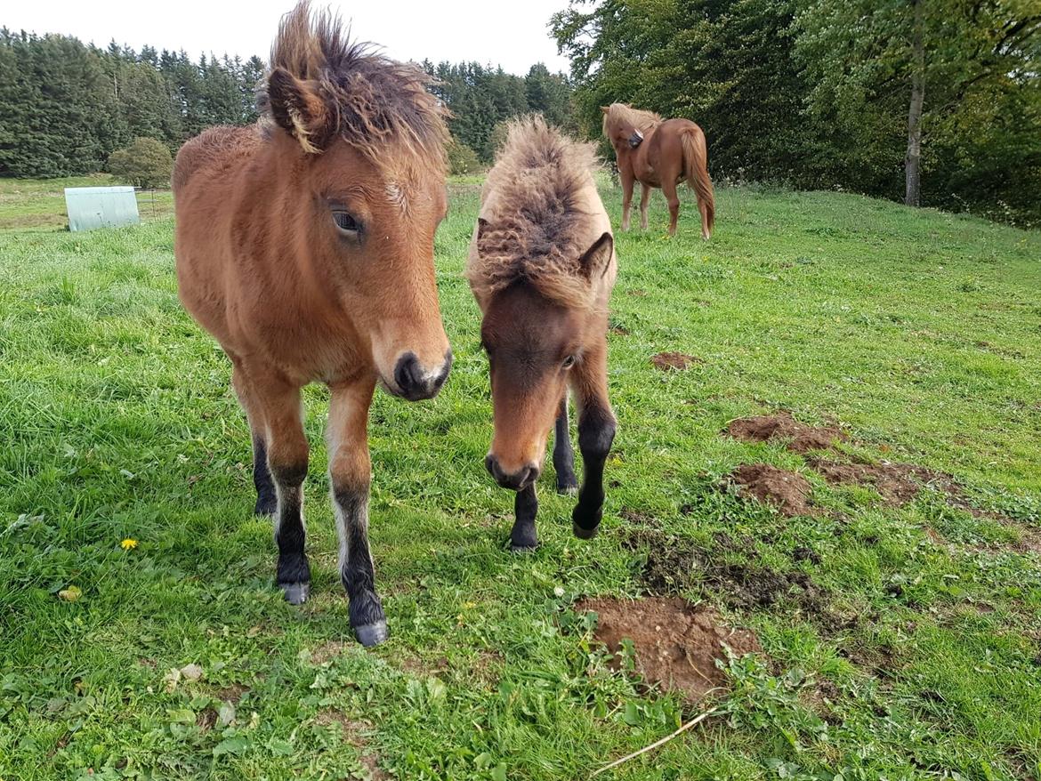 Islænder Sóldögg fra Vang billede 17