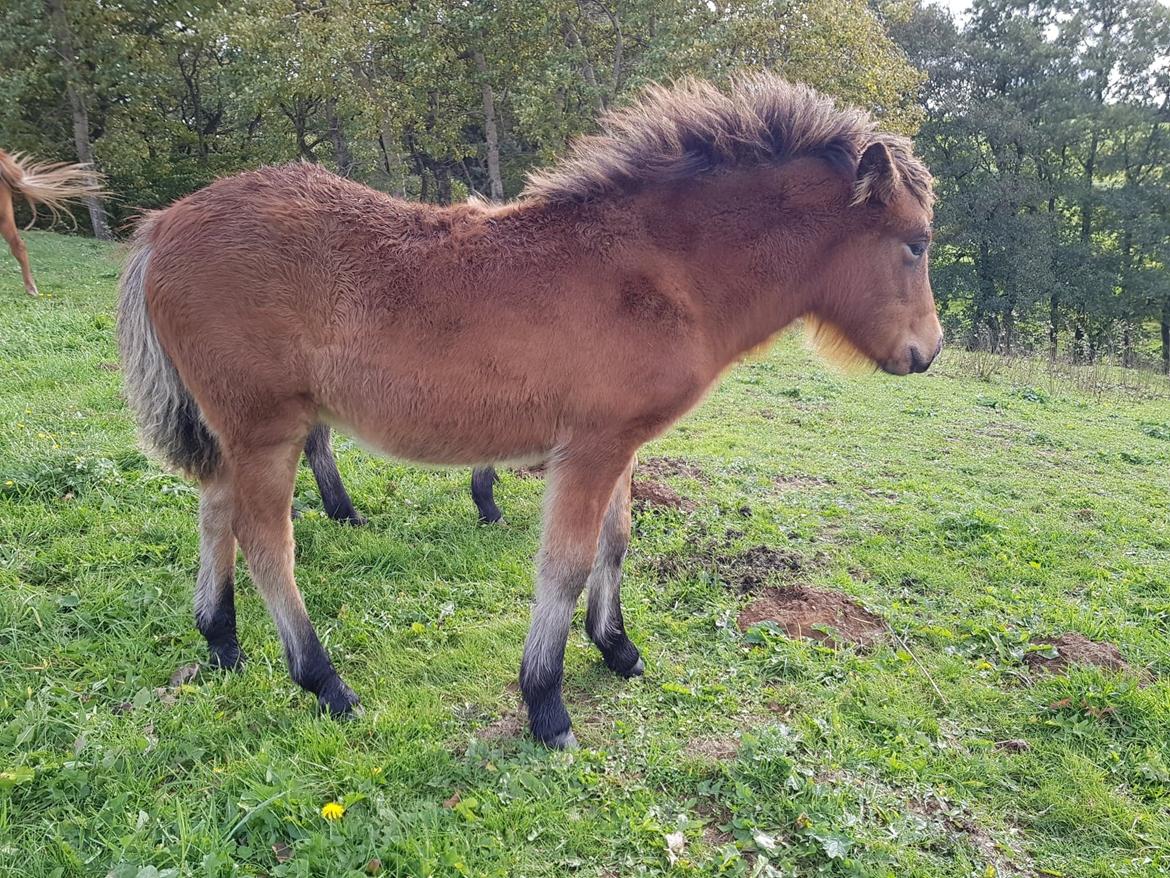 Islænder Sóldögg fra Vang billede 18
