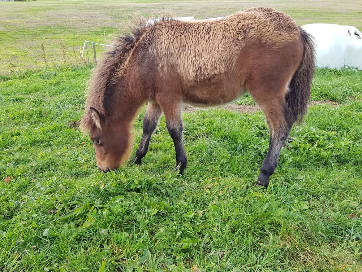 Islænder Vonadís fra Vang billede 16