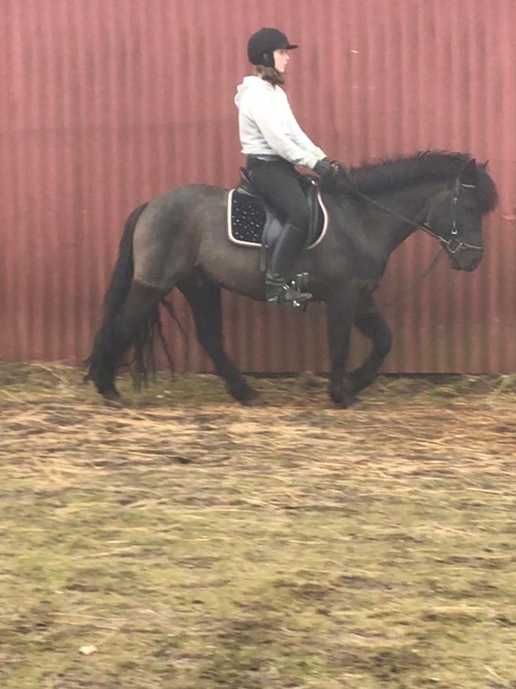 Anden særlig race Stalden's Noah billede 5