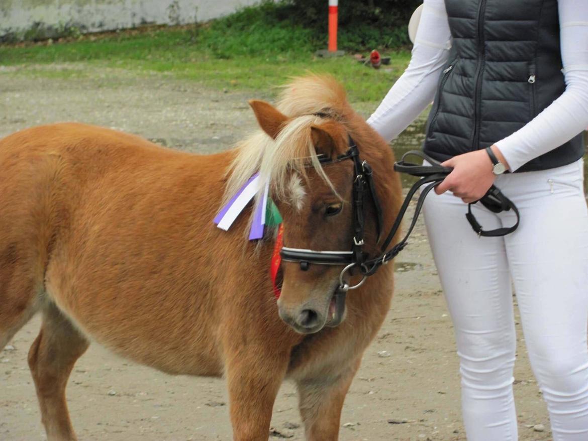 Shetlænder Hedegårdens Tikka billede 5