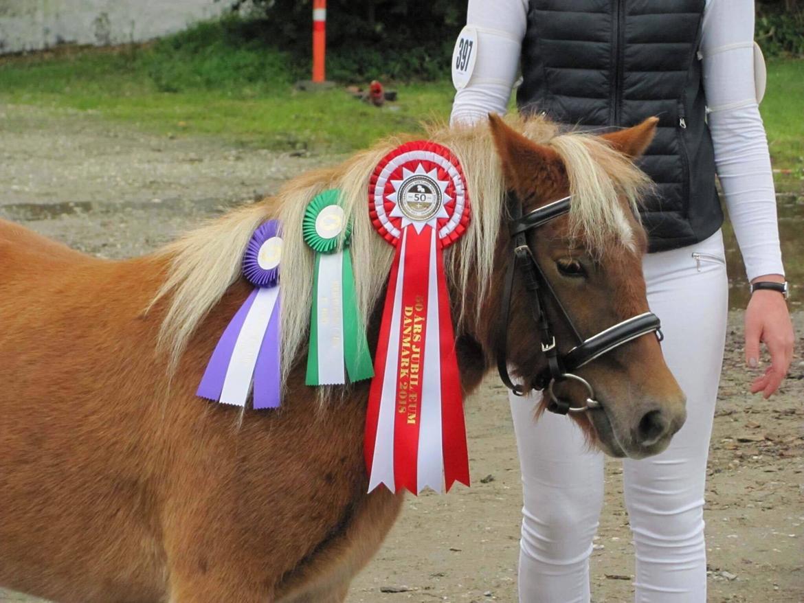 Shetlænder Hedegårdens Tikka billede 6