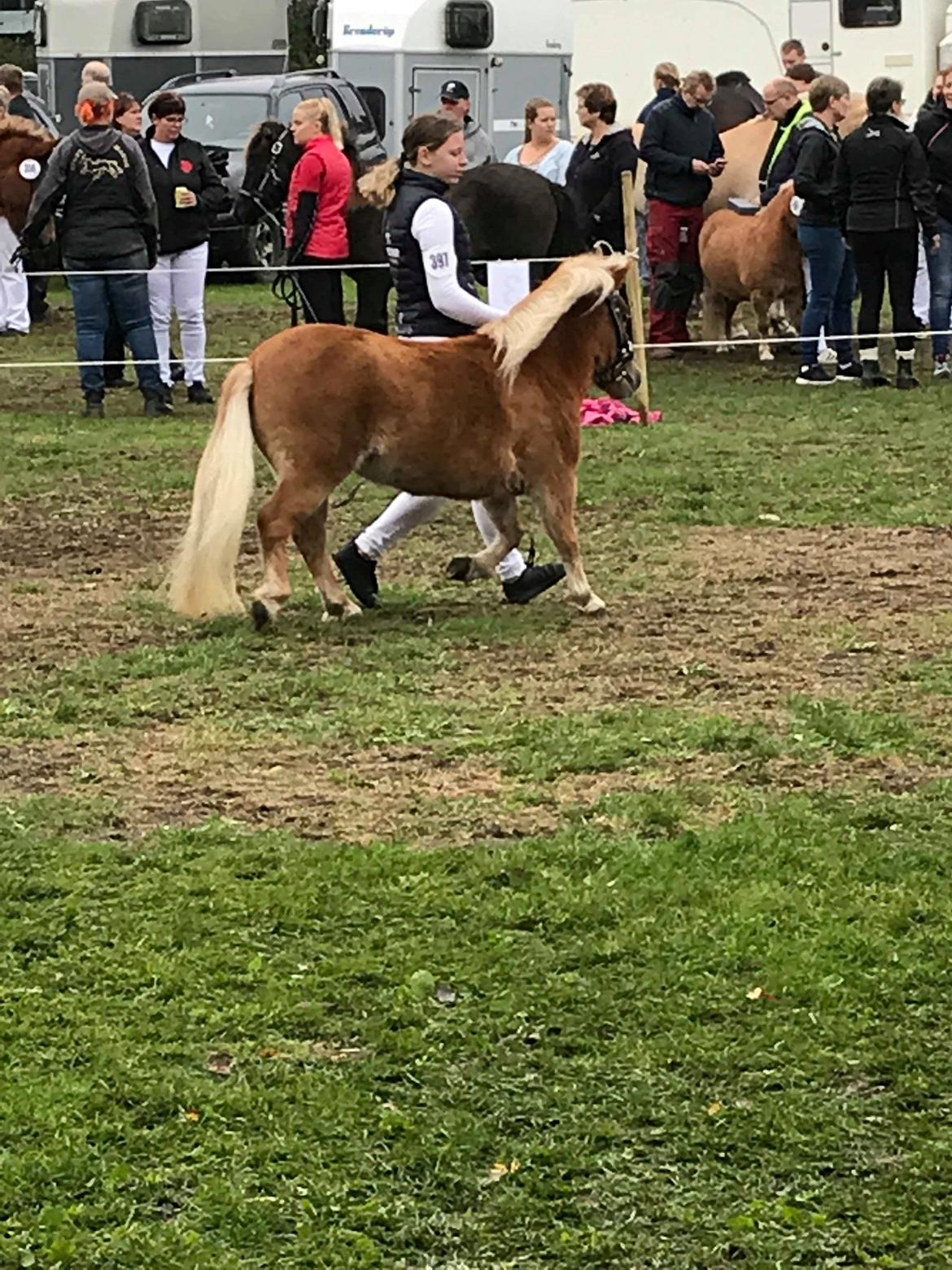 Shetlænder Hedegårdens Tikka billede 7