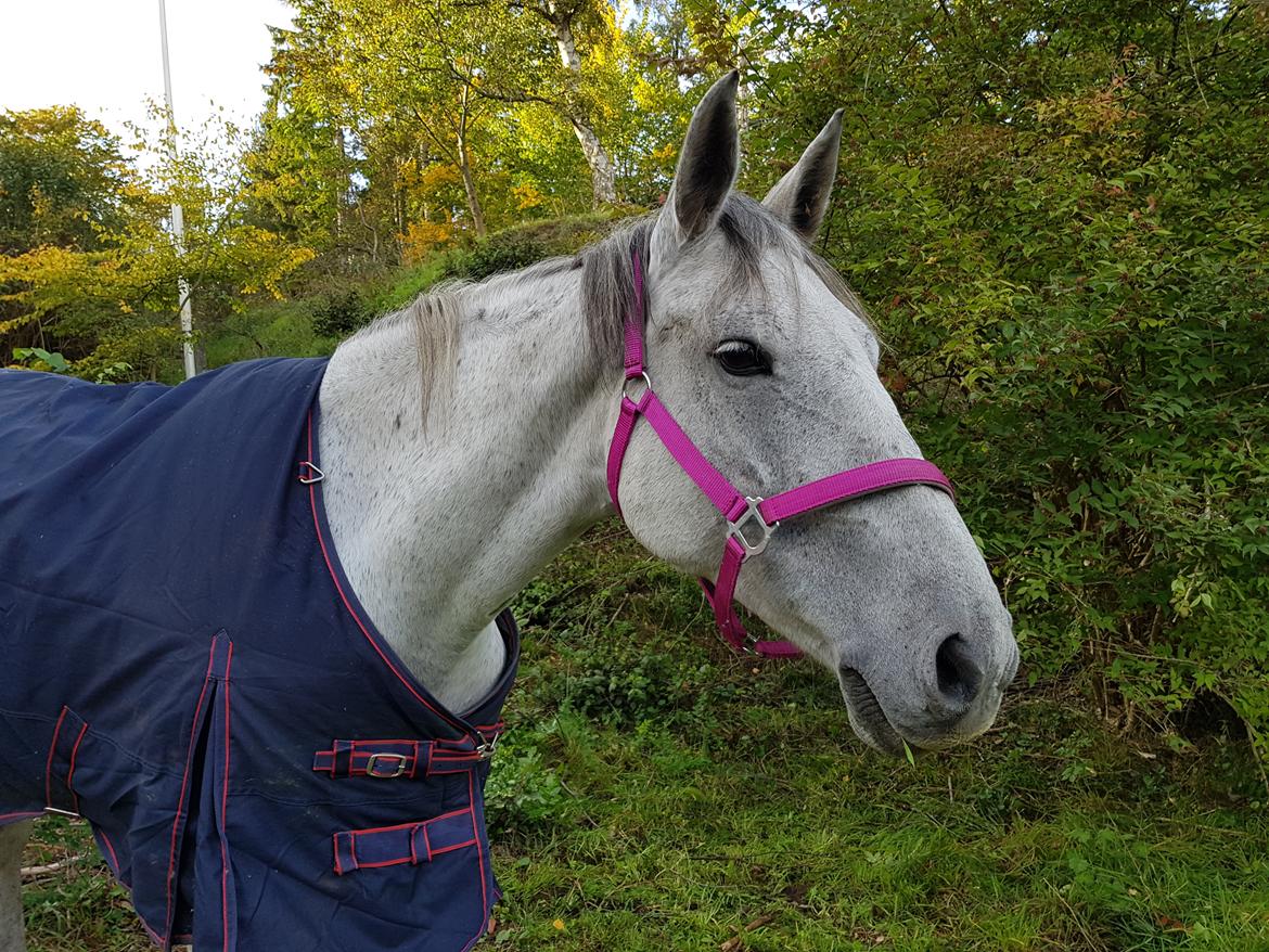 Anden særlig race Stensgården Marquis billede 14