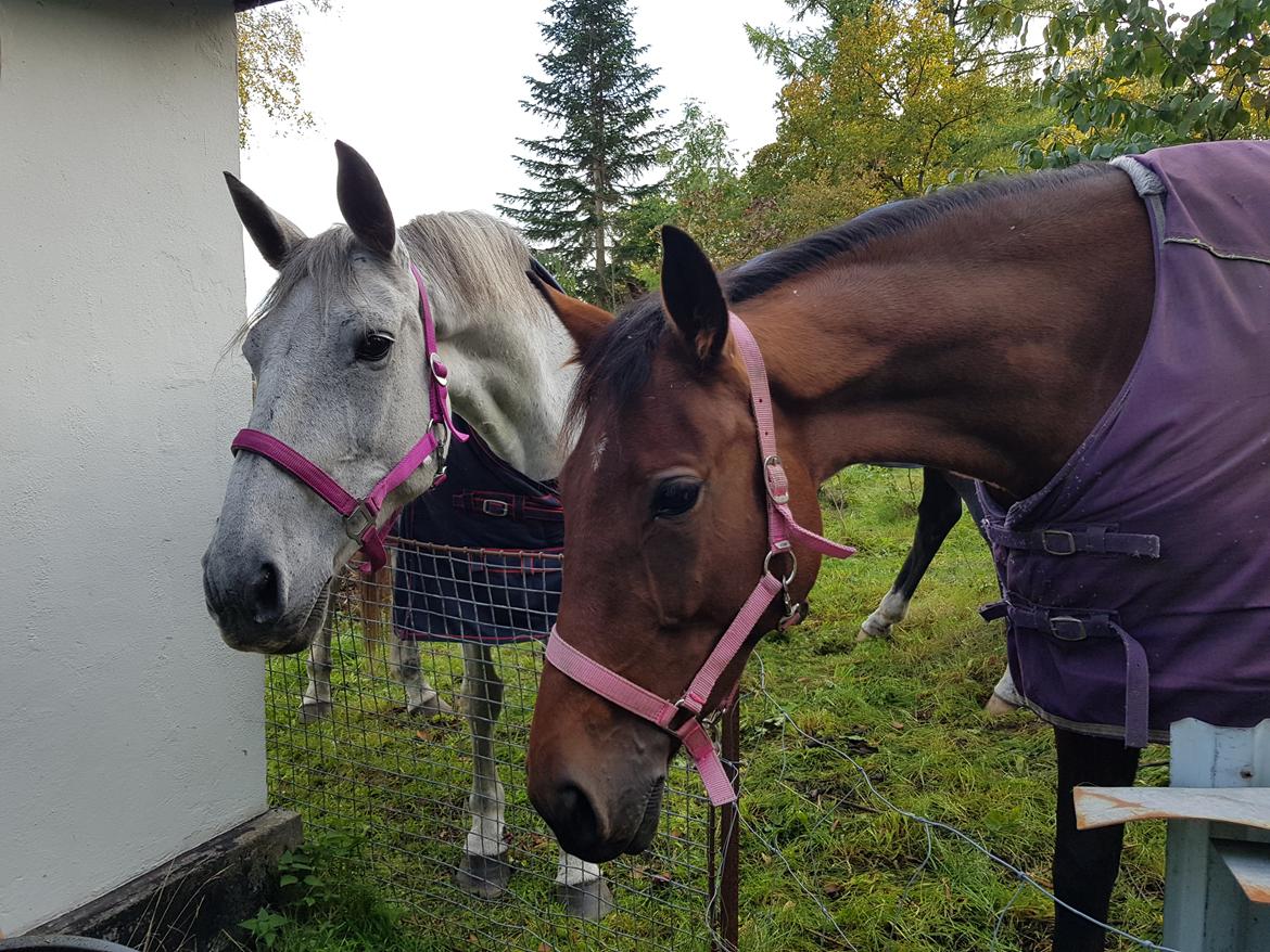 Anden særlig race Stensgården Marquis billede 13