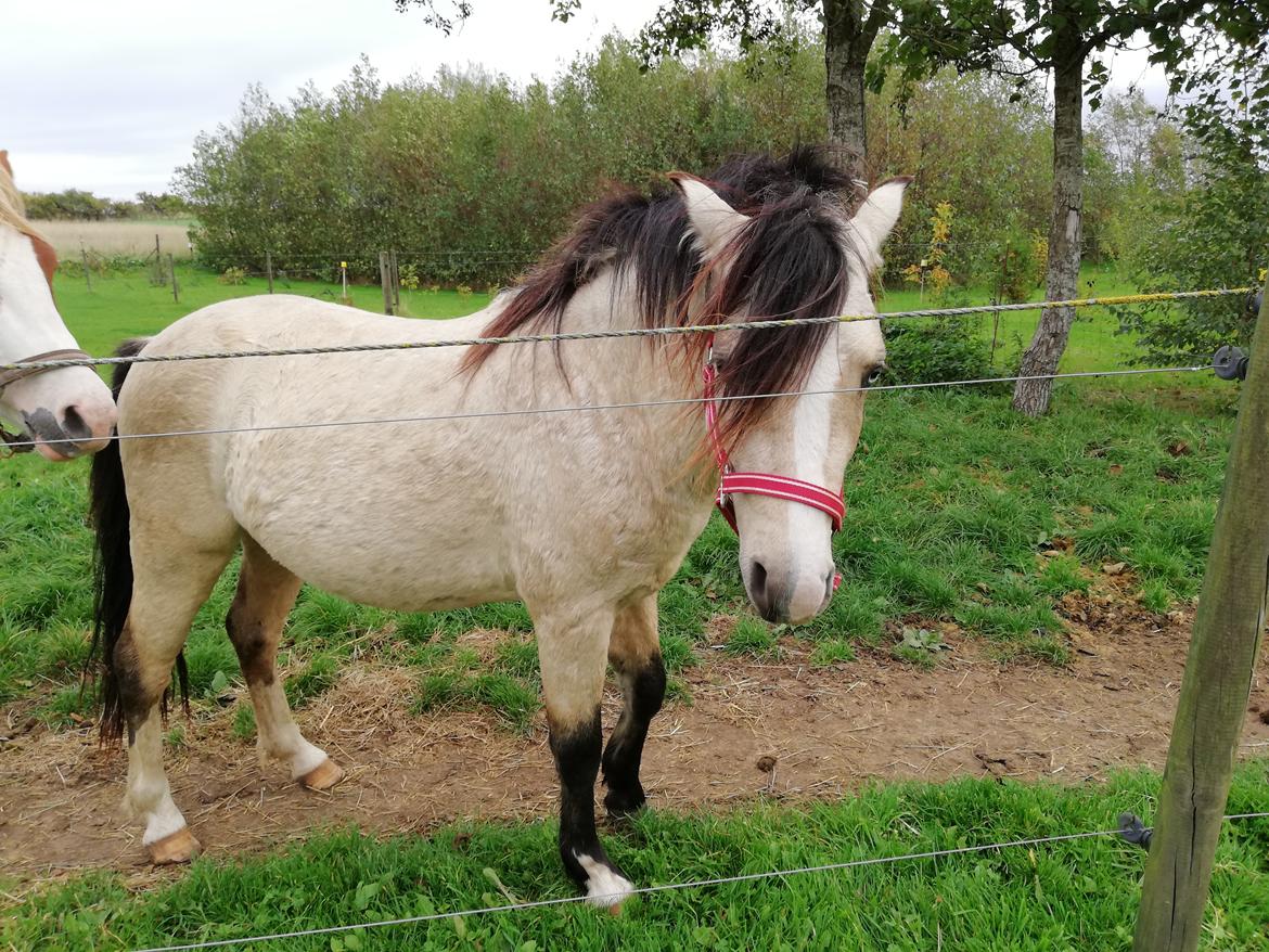 Welsh Pony (sec B) aastrupgaards Heartbeat billede 11