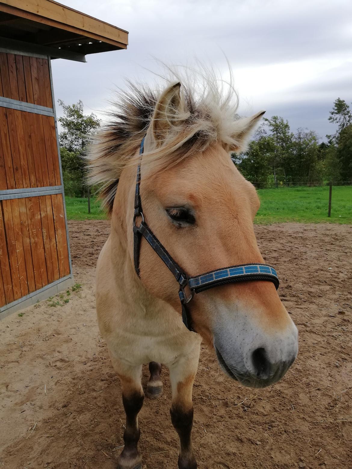 Fjordhest Møltrup Njord billede 16