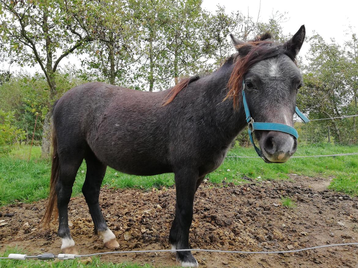 Welsh Mountain (sec A) Harvest paper clips billede 13