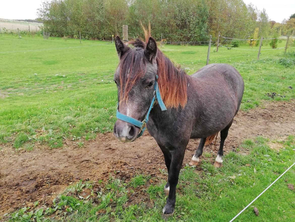 Welsh Mountain (sec A) Harvest paper clips billede 14