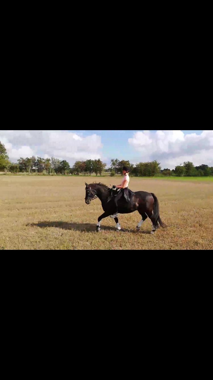 Oldenborg Engtoft's Gordon *RIP* billede 20