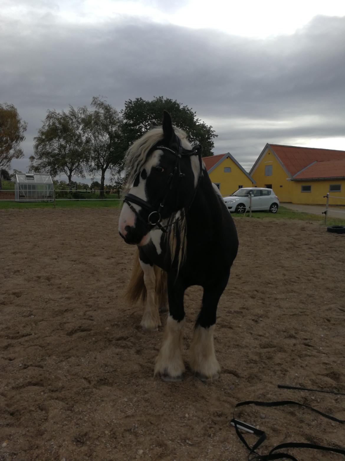 Tinker Guldagers Sir Galahad billede 10