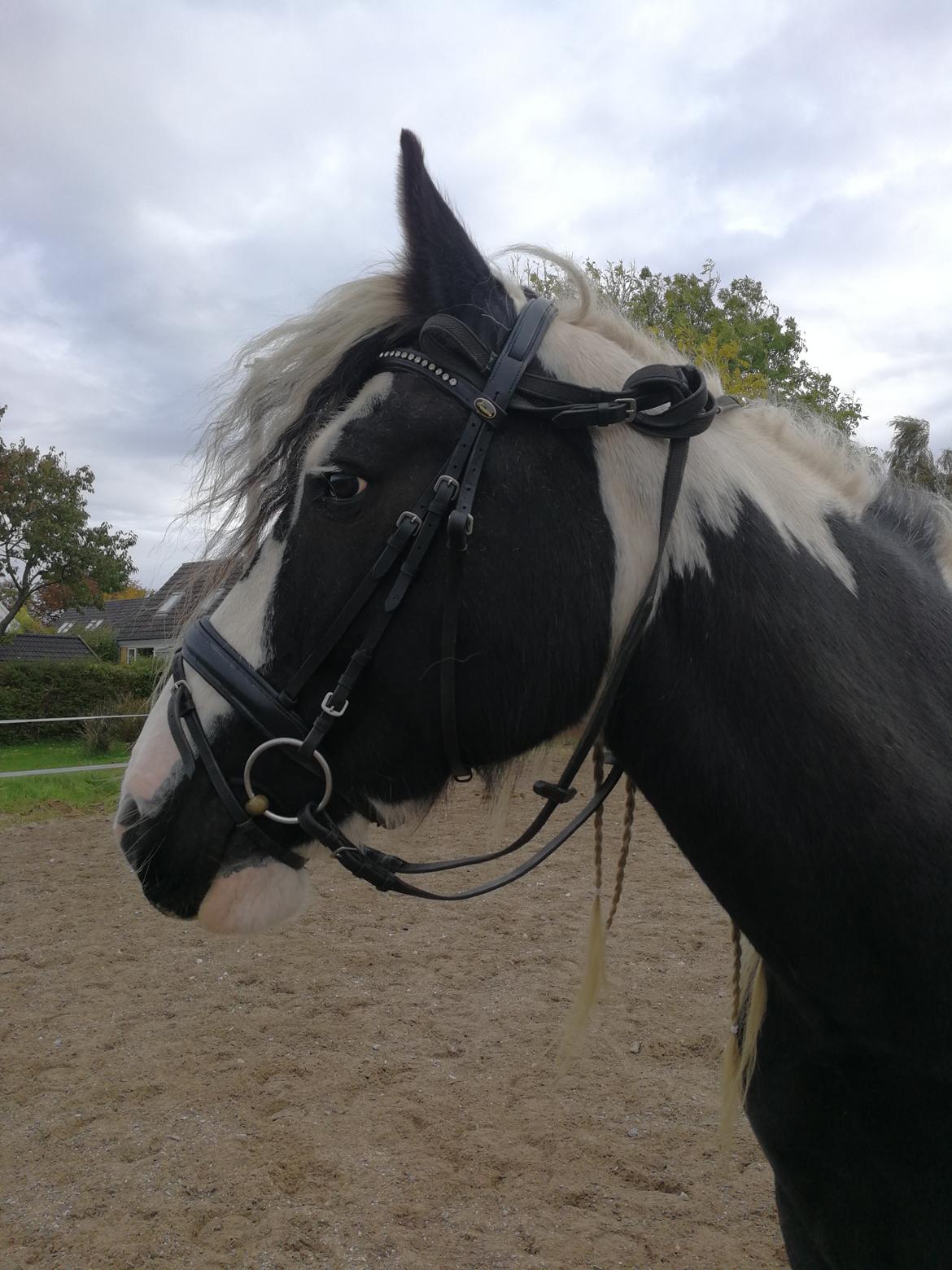 Tinker Guldagers Sir Galahad billede 11