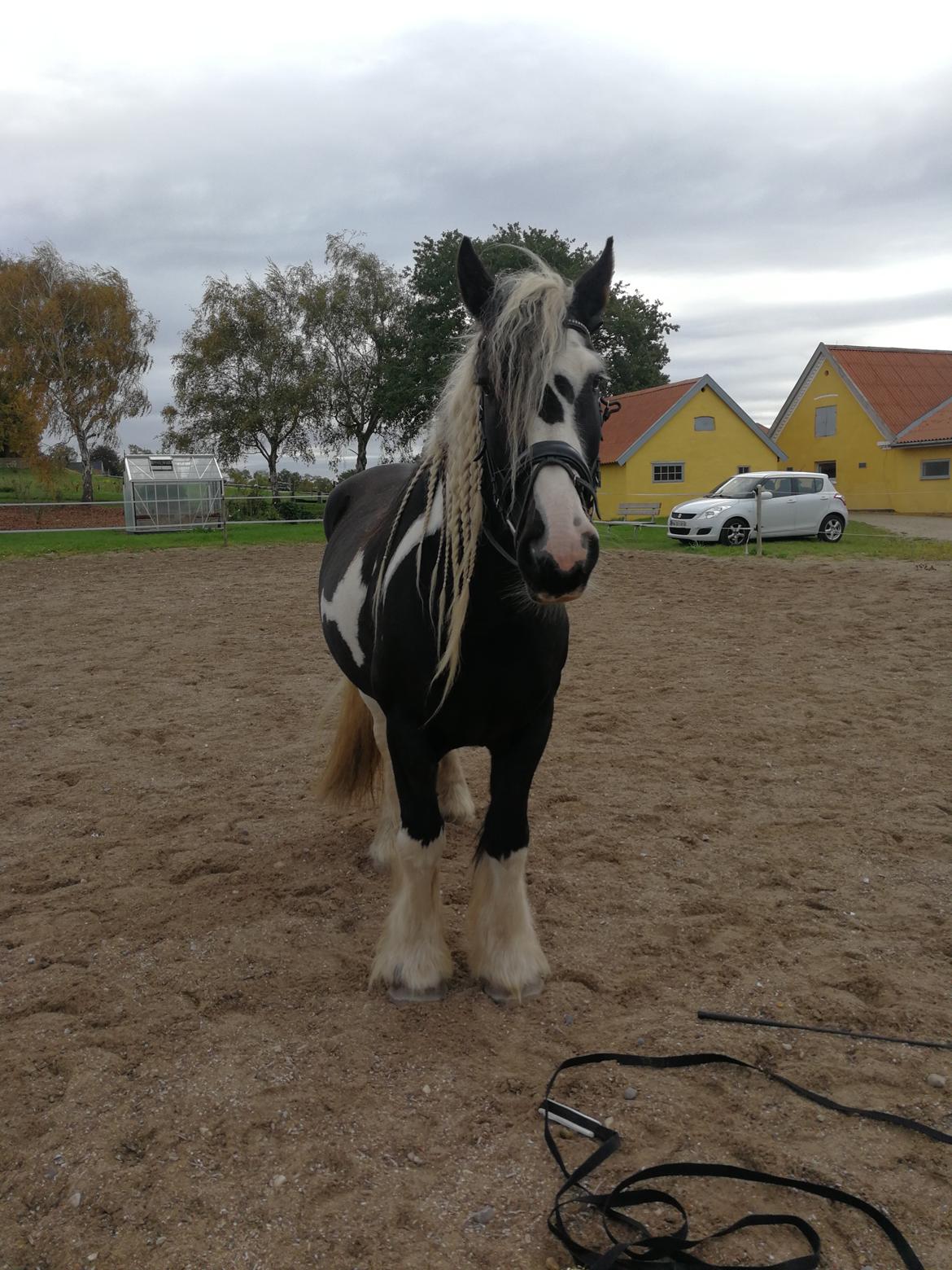 Tinker Guldagers Sir Galahad billede 12