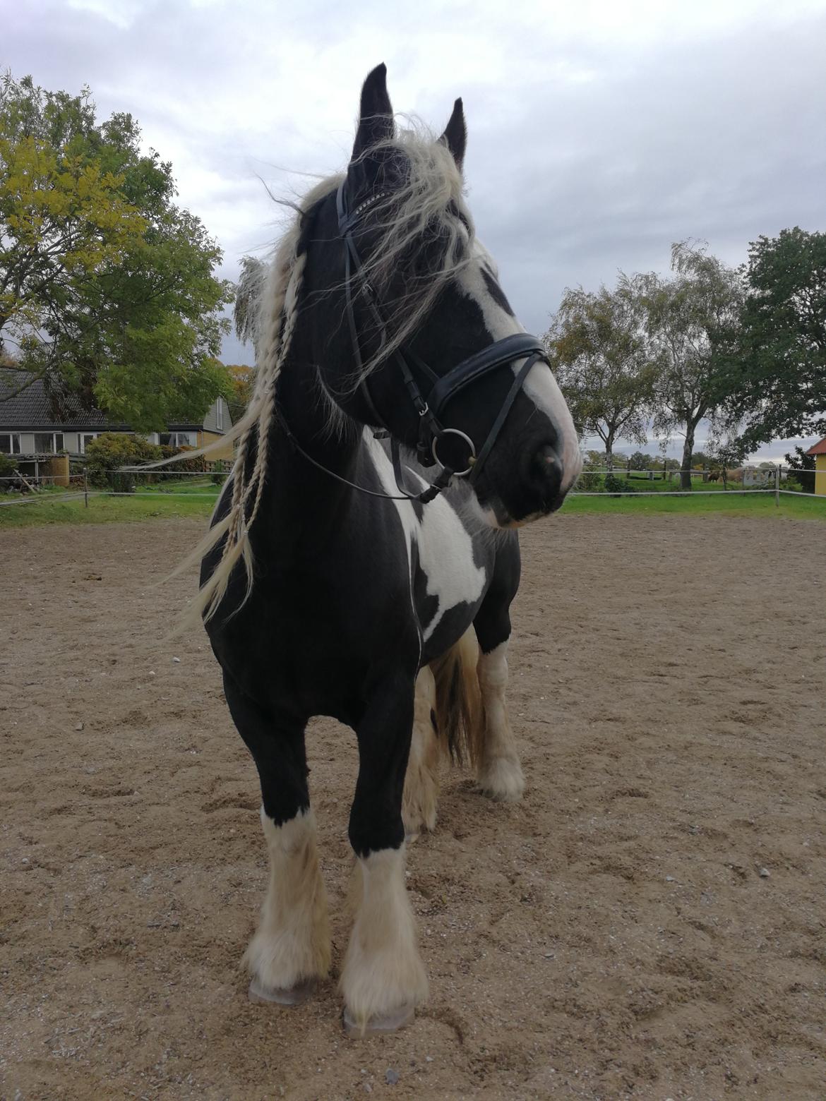 Tinker Guldagers Sir Galahad billede 13