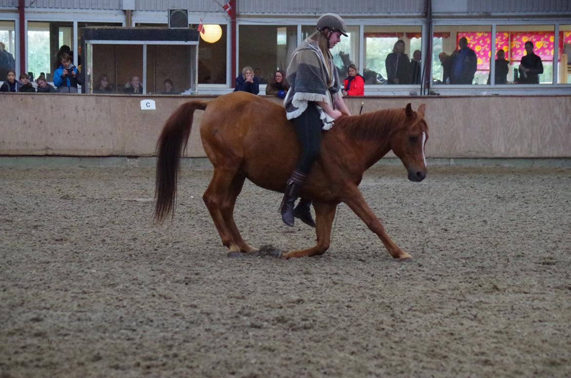 Arabisk fuldblod (OX) Ørkenfræseren - Copy OX - Ry Hestival 2018 billede 14