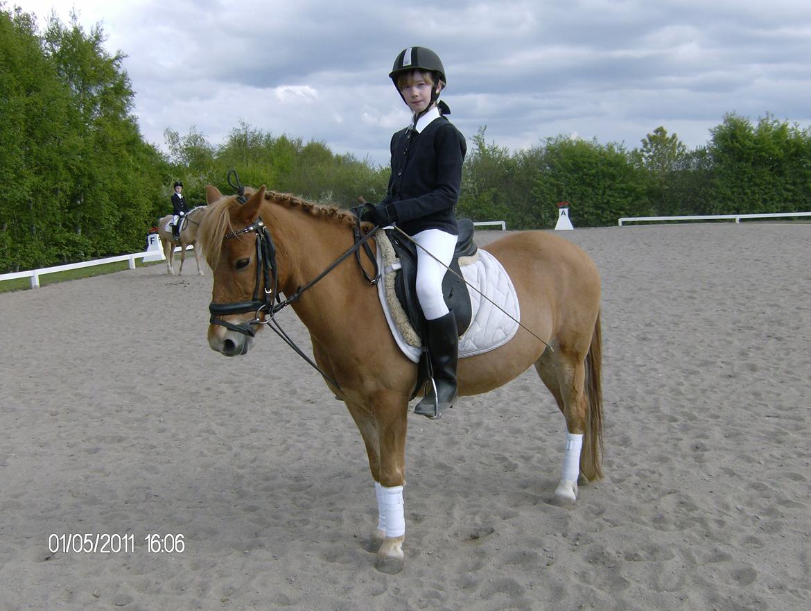 Gotlandsruss Prins (Fantom M) - Prinsen og jeg til stævne i 2011. Det blev til en tredje plads, såvidt jeg husker ;-) billede 6