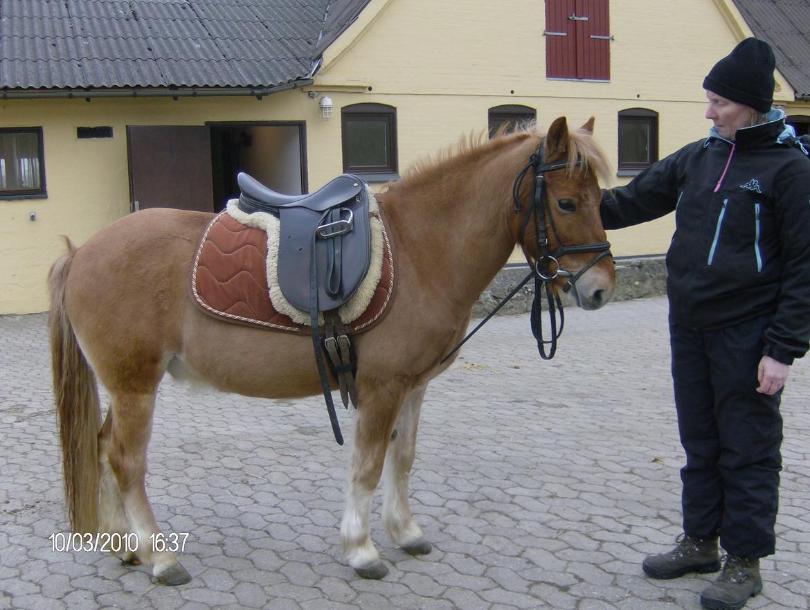 Gotlandsruss Prins (Fantom M) - Prins og min mutti, dengang i tidernes morgen da jeg begyndte at ride ham. billede 9