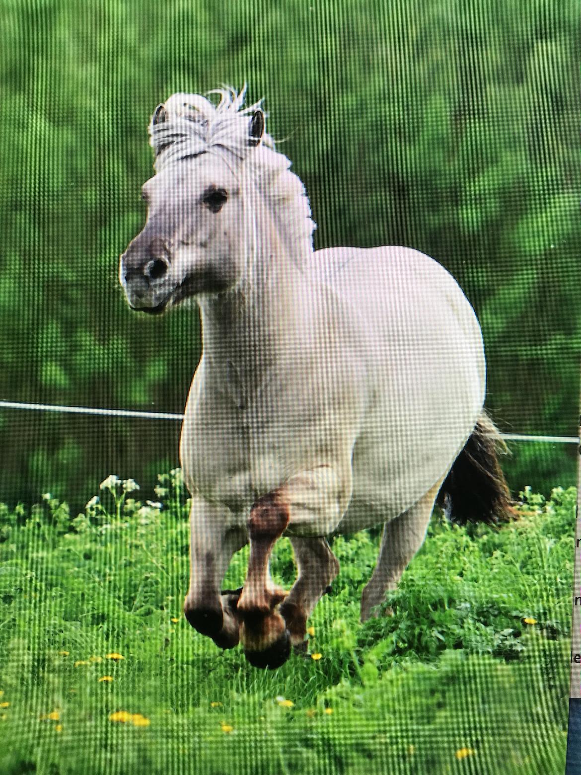 Fjordhest Imke billede 10