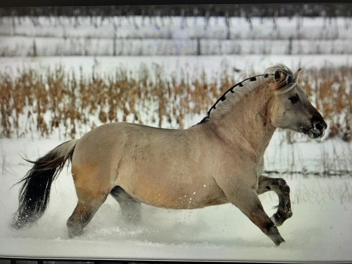 Fjordhest Imke billede 10