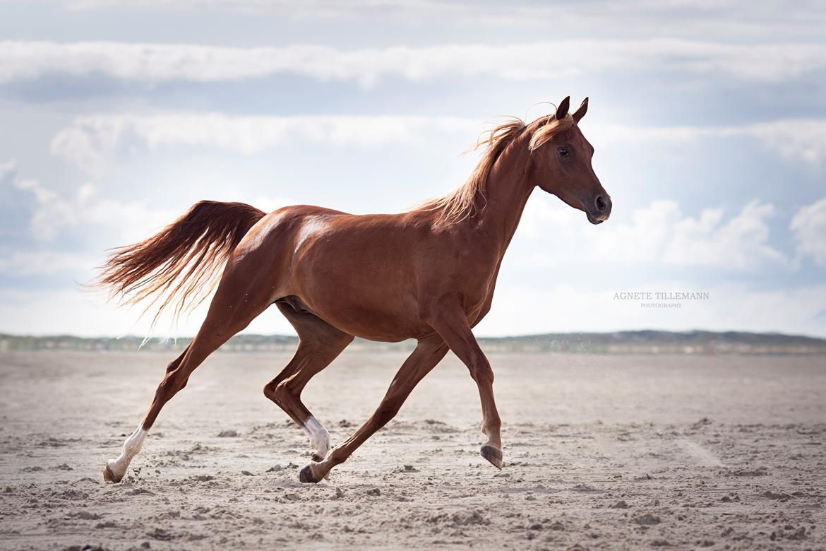 Arabisk fuldblod (OX) Norx NWA ox billede 13