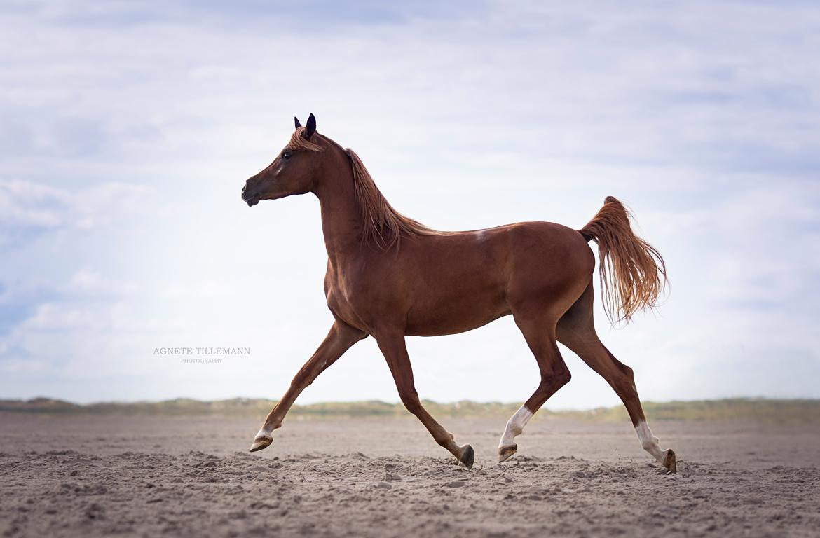 Arabisk fuldblod (OX) Norx NWA ox billede 12