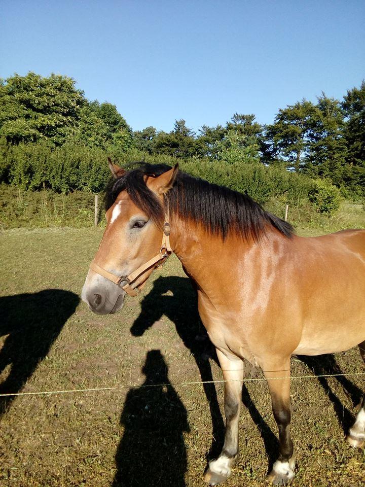 Anden særlig race April billede 7