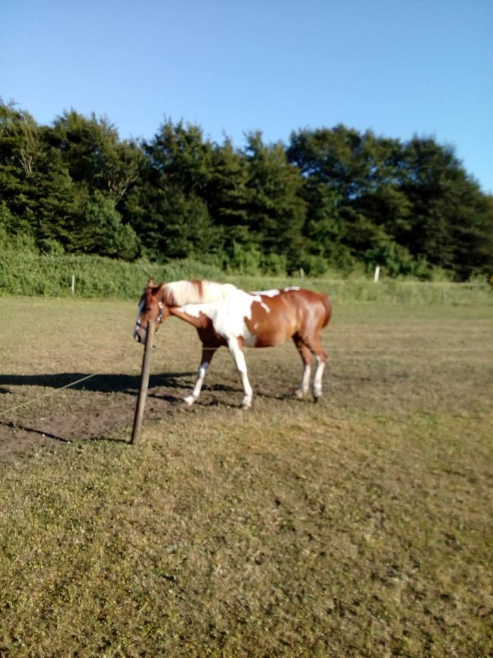 Pinto Caroline billede 7