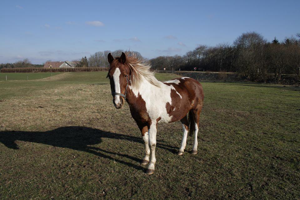 Pinto Caroline billede 6